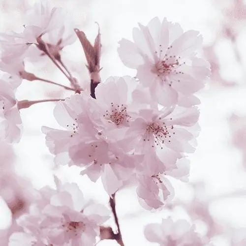 Avon product categorie